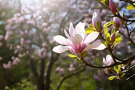 春季花园中绽放的美丽樱花图片