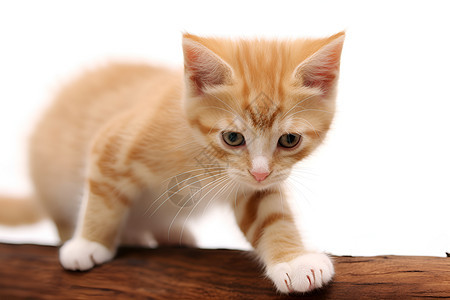 木板上的可爱橘猫图片