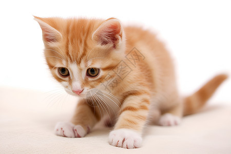 可爱的宠物橘猫背景图片
