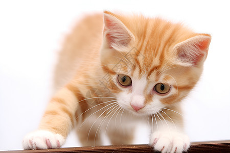 可爱的宠物橘猫图片