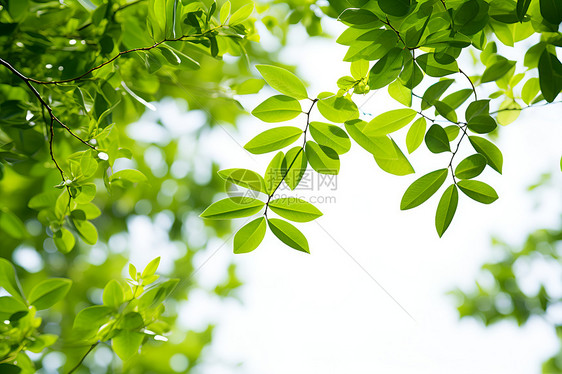 清新夏日的绿色图片