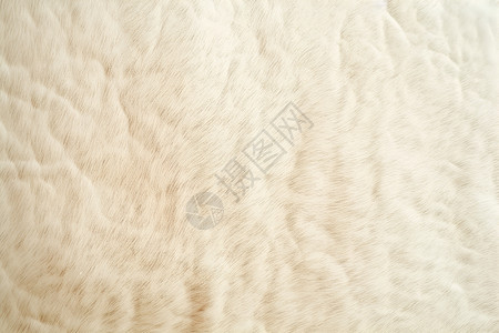 毛茸茸的白色地毯背景图片