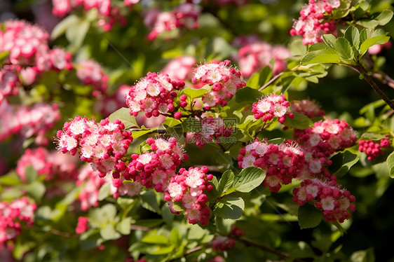 花园绽放的梅花花朵图片