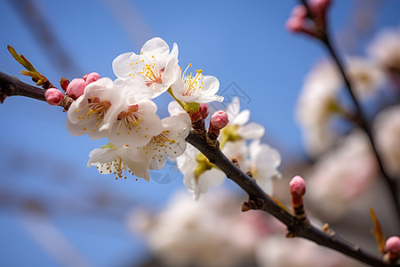 花园绽放的樱花花朵背景图片