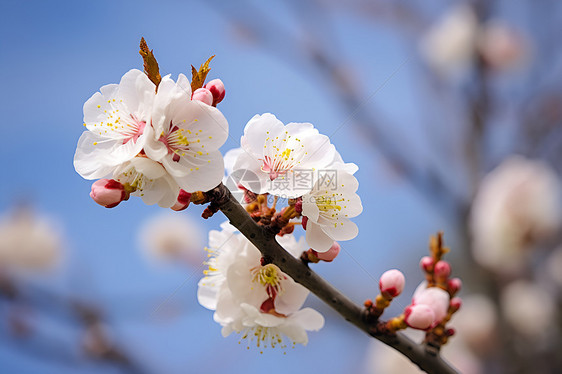 春季花园绽放的樱花花朵图片