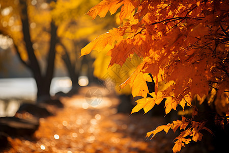 秋季户外的黄叶背景图片