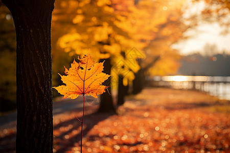 秋季户外的落叶背景图片