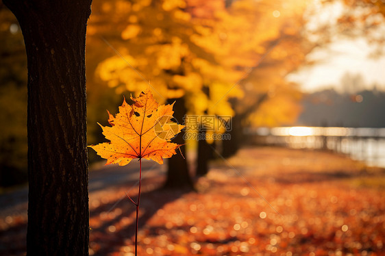 秋季户外的落叶图片