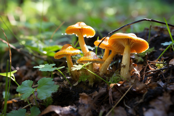 森林中生长的蘑菇图片