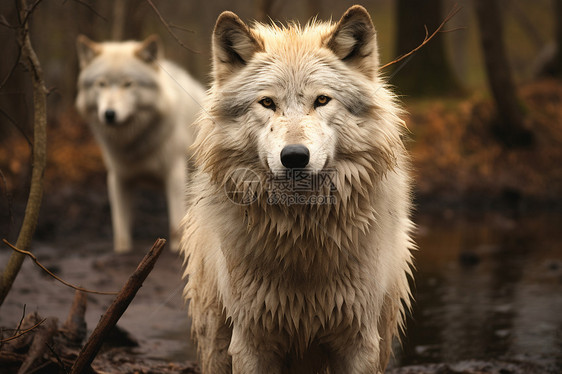两只白狼在森林中图片