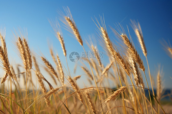 乡村农业种植的麦田图片