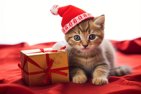 小猫戴着圣诞帽背景图片