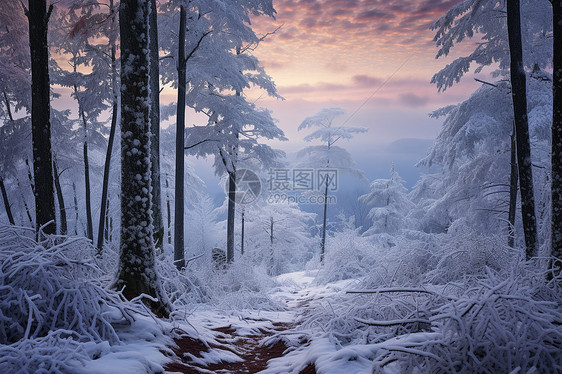 白雪皑皑的丛林景观图片