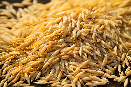 乡村农业种植的黄金稻谷背景图片