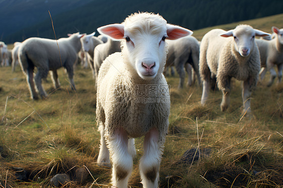 羊群在山脉旁图片