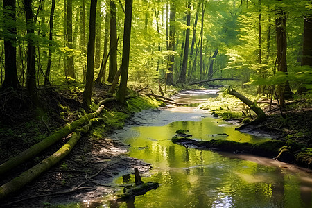青翠欲滴的森林背景图片