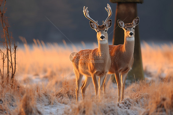 冬天中的两只梅花鹿图片