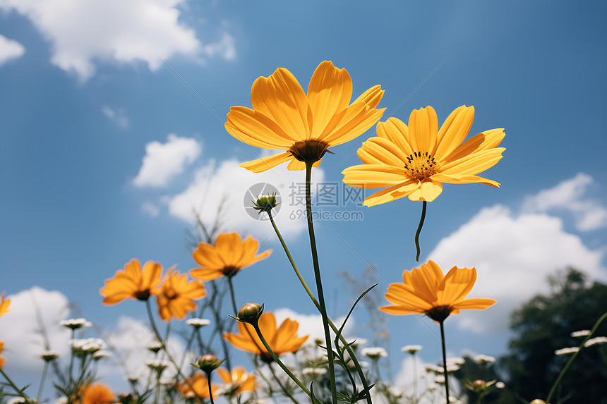 乡村中的花海图片