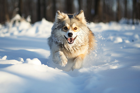 冬天的狗快乐奔跑的狗狗背景