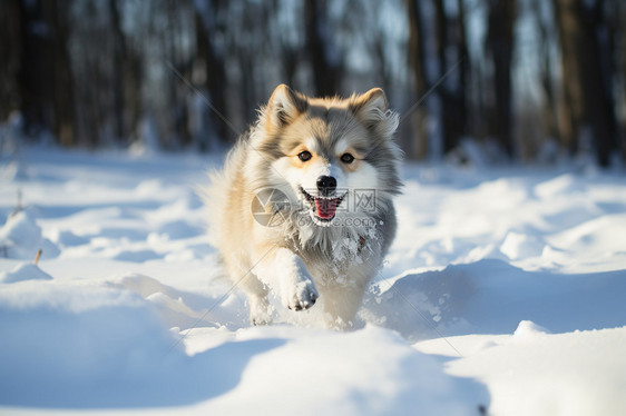 白雪中的小狗图片