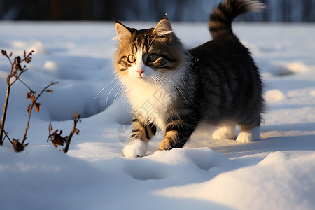 雪地中的小猫图片