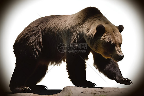 站在岩石上的大棕熊图片