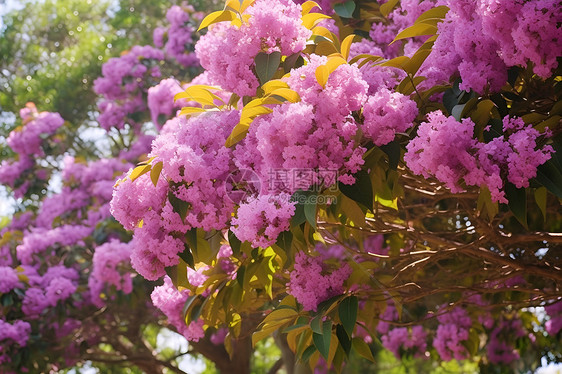 开满鲜花的大树图片