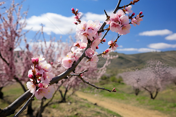 山谷中绽放的樱花花朵图片