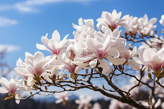 美丽绽放的樱花花朵图片