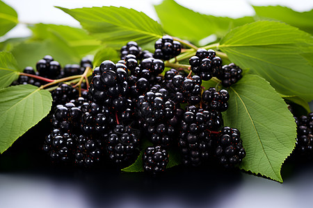 美味多汁的黑莓背景图片