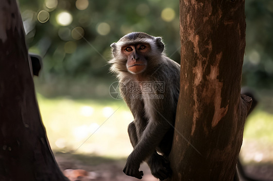 野生动物的猿猴图片