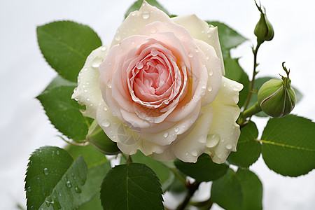 柔情脱俗的玫瑰花朵图片