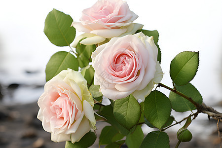 美丽浪漫的瑰花朵图片