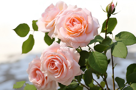 新鲜采摘的玫瑰花朵图片