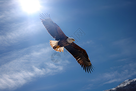 蓝天雄鹰雄鹰翱翔天空背景