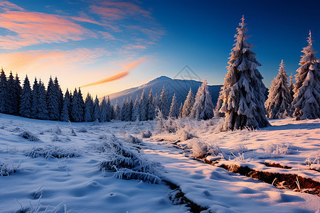 冬日的云杉和雪山背景图片