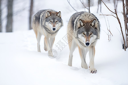 树林中可爱的狼图片