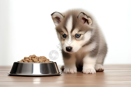 可爱小狗正在吃食物背景图片