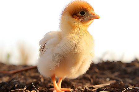 草堆上的农业小鸡背景图片