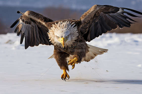 雪地中飞翔的雄鹰图片