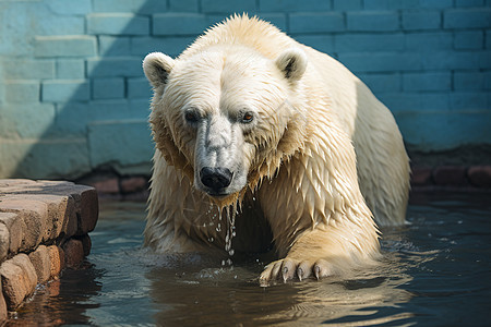 水面上的野生北极熊图片