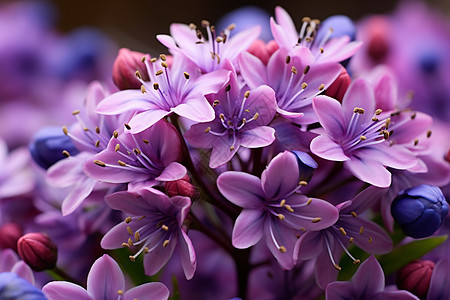 户外绽放的紫色花卉图片