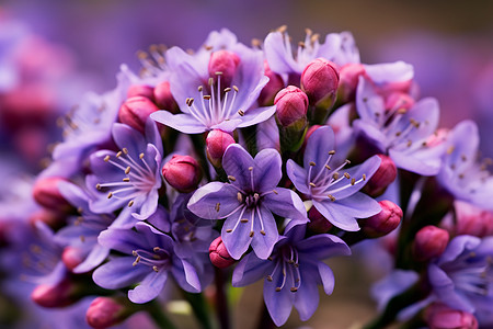 户外盛开的紫色花朵图片