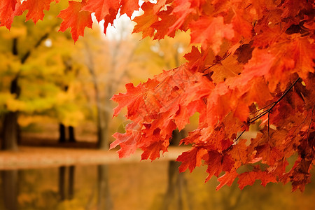 树木上的红色叶子背景图片