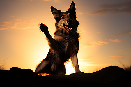 疯狂的德国牧羊犬高清图片