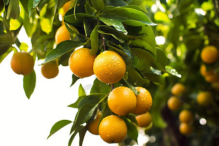 果园中的橘子图片