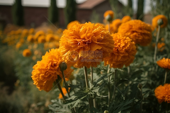 花园绽放的金盏花花朵图片