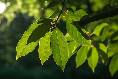 清新绿意的夏季公园图片