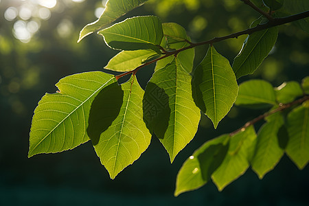 郁郁葱葱的夏季公园景观图片