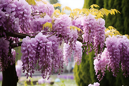 垂吊紫藤的植物图片